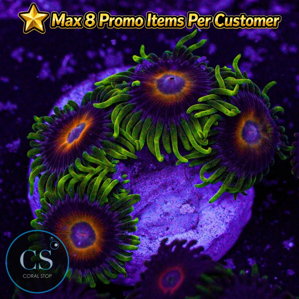 Eagle Eyes Zoa
