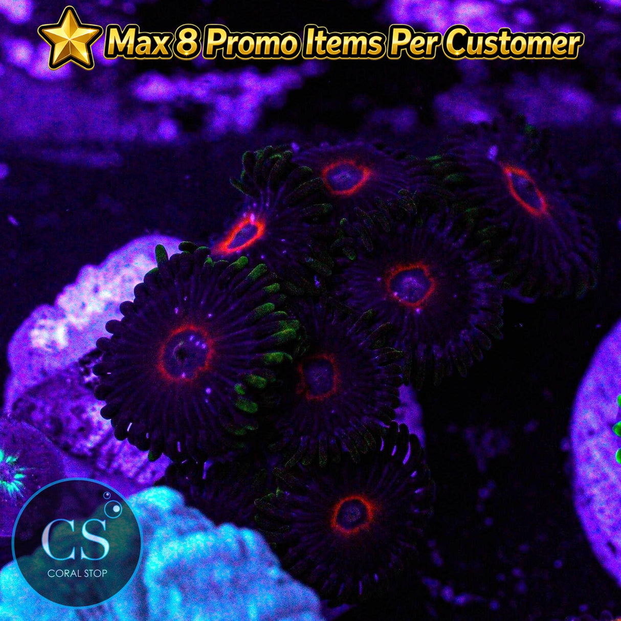 Purple Heart Zoa