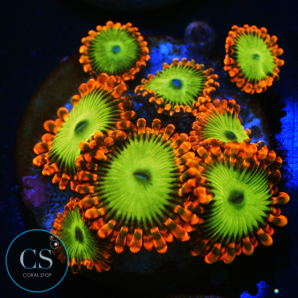 ELECTRIC OOMPA LOOMPA ZOA