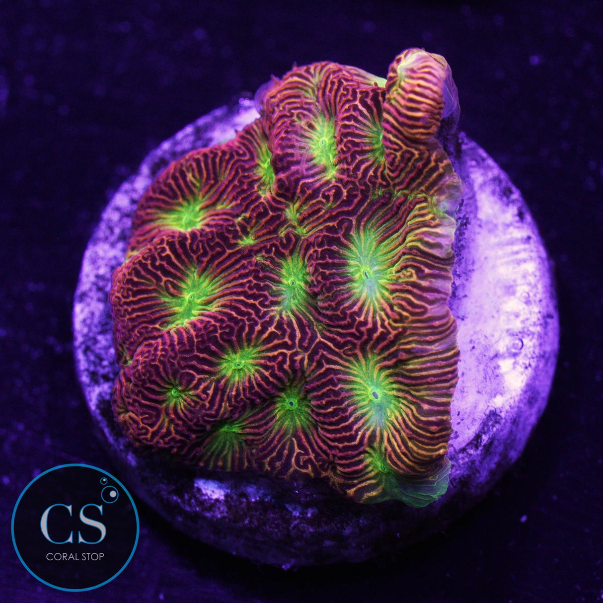 JF Jack O Lantern Lepto