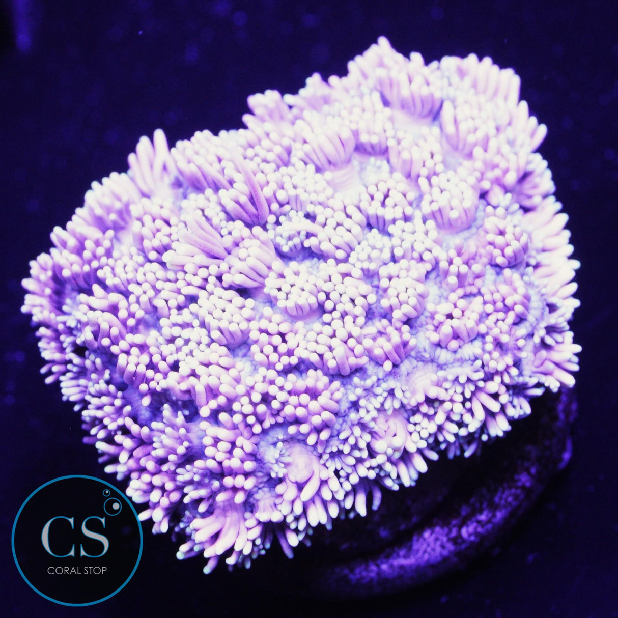 Wonderland Goniopora