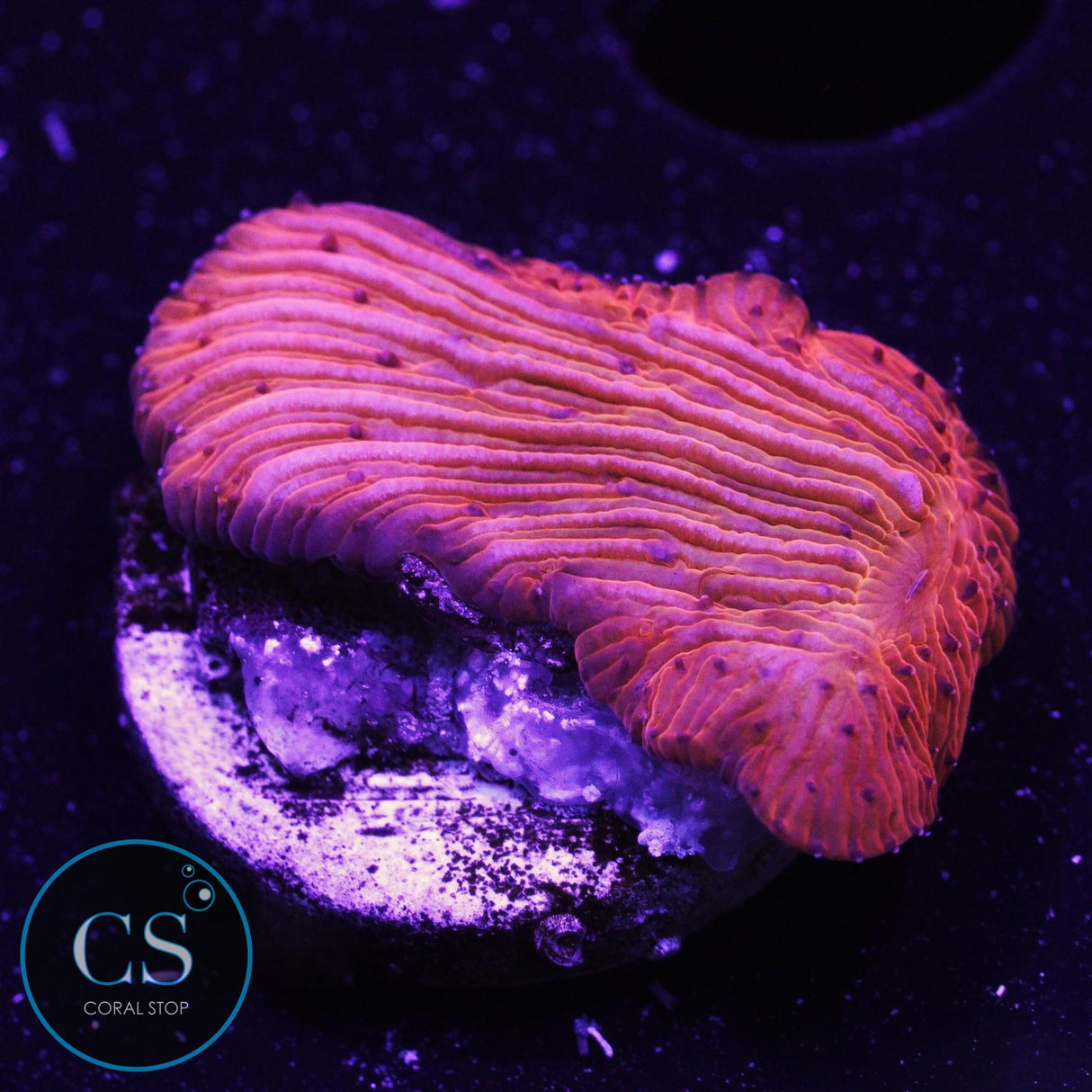 Orange Diaseris Plate