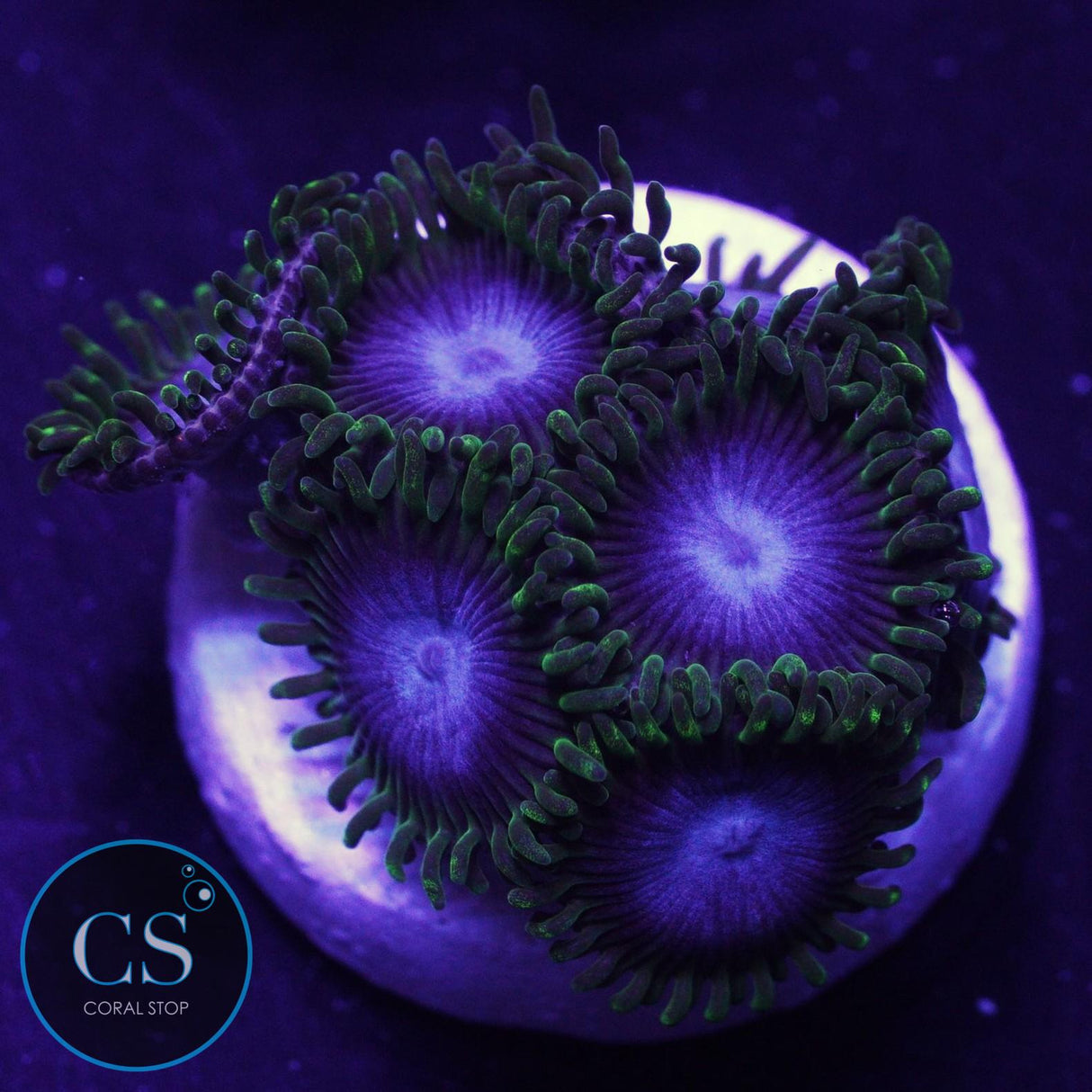 Ultra Blues Clues Zoa