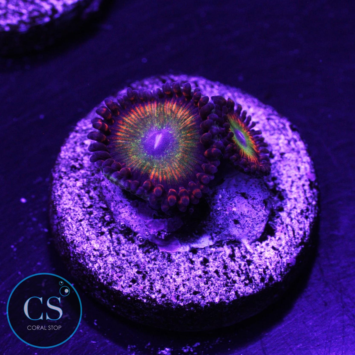 Ultra Bowser Zoa