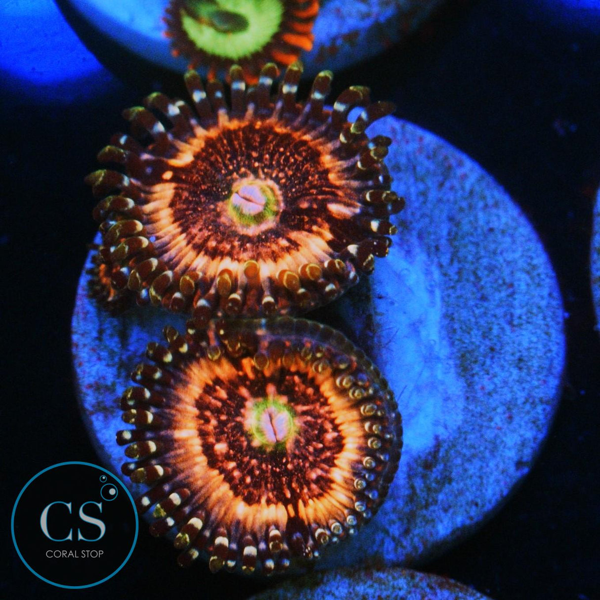 PINK ZIPPER ZOA
