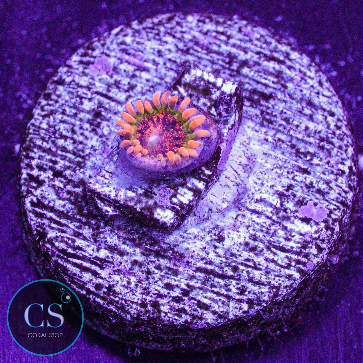Speckled Krakatoa Zoa