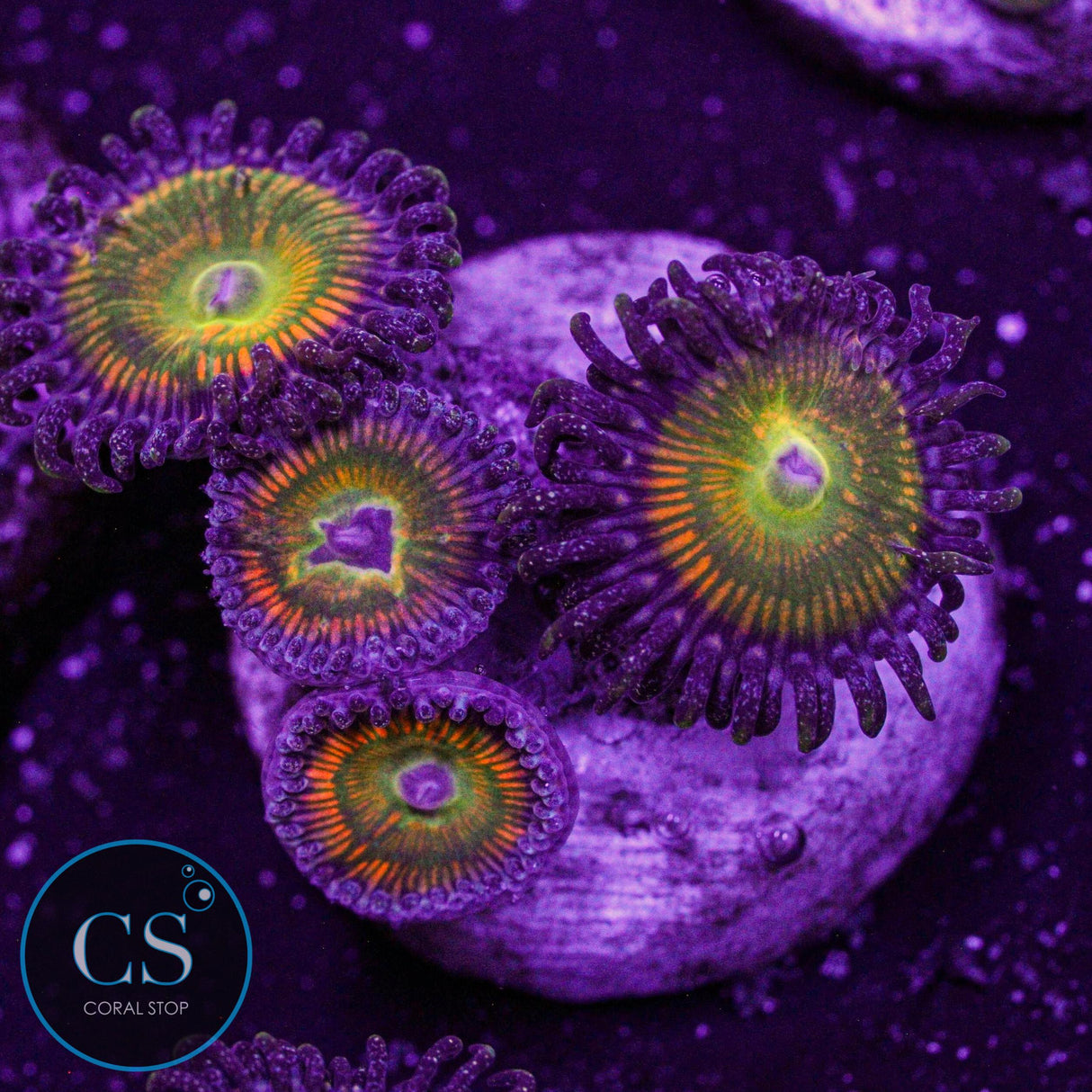 Sunny Delight Zoa
