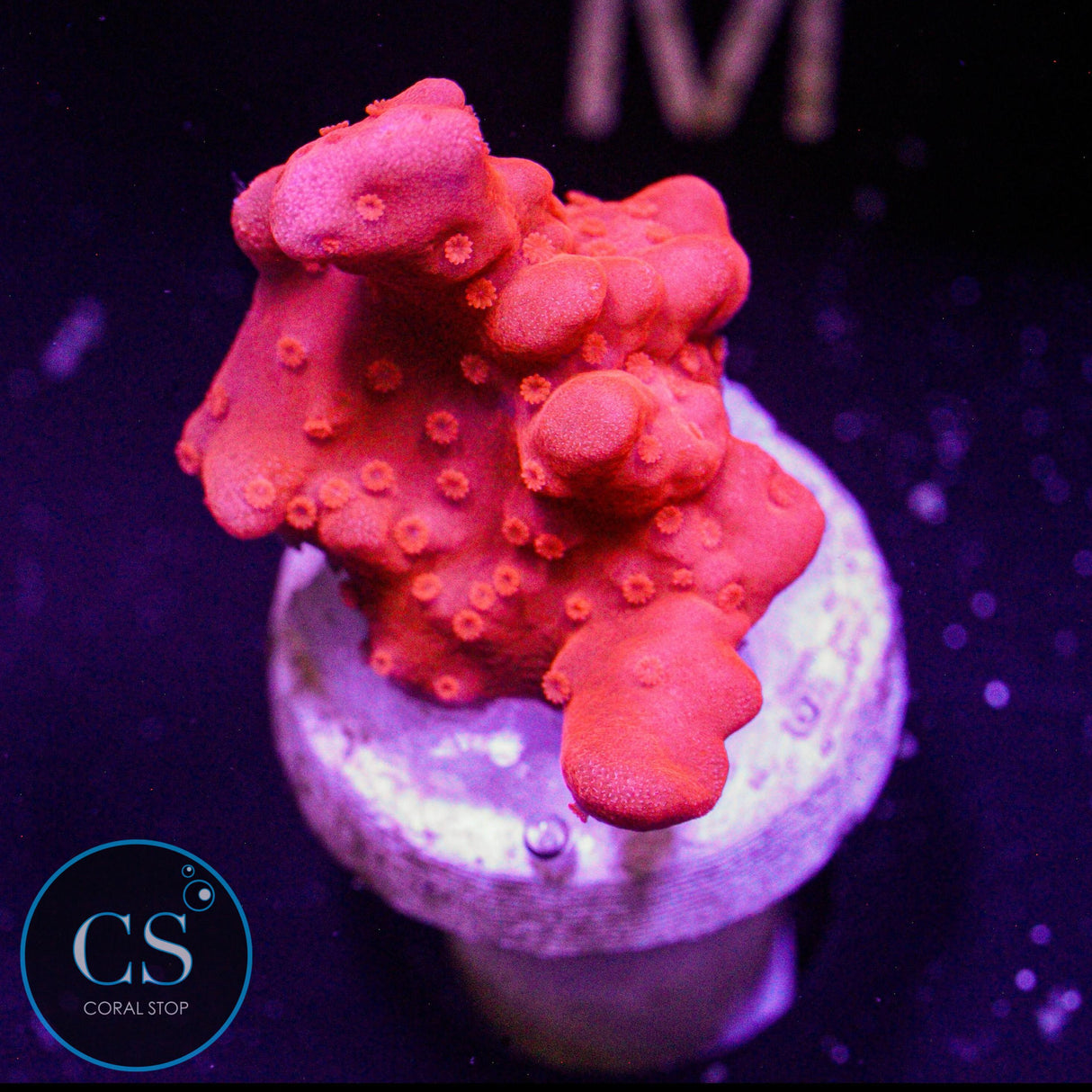Red Setosa