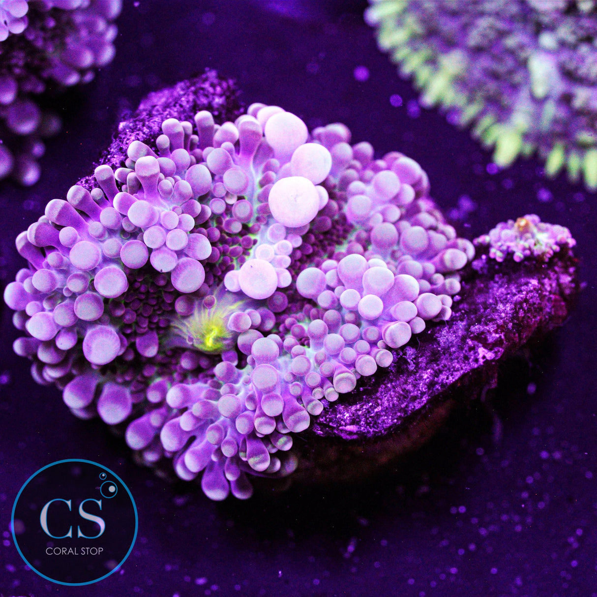 Purple Rain Malaysian Yuma Mushroom