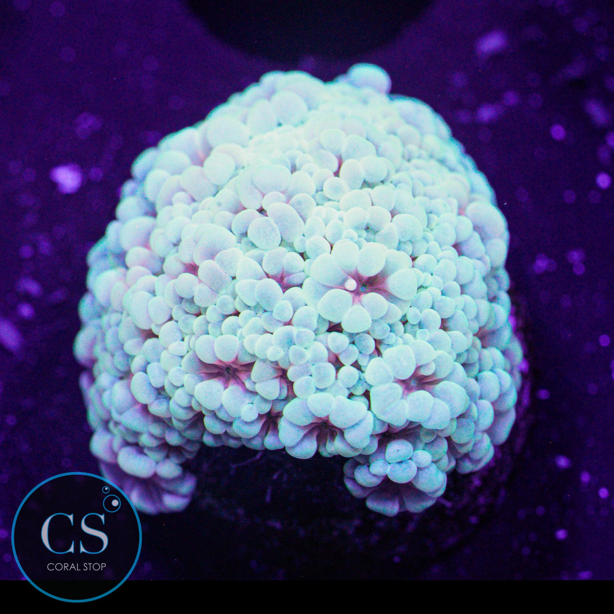 Flaming Hologram Alveopora