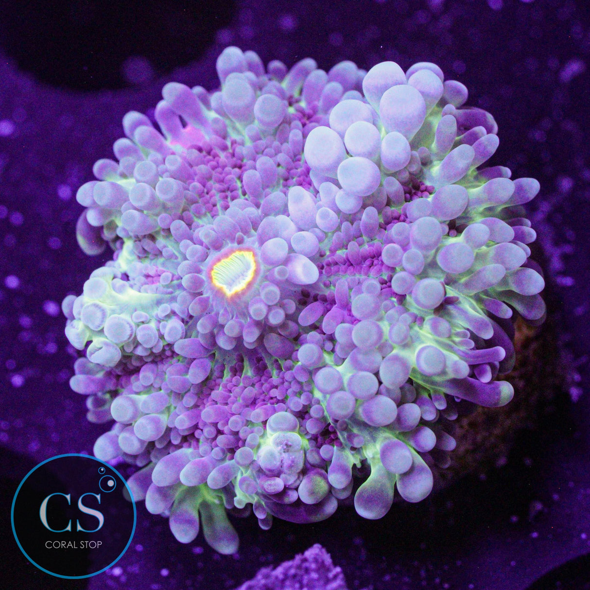 Rainbow Yuma Mushroom