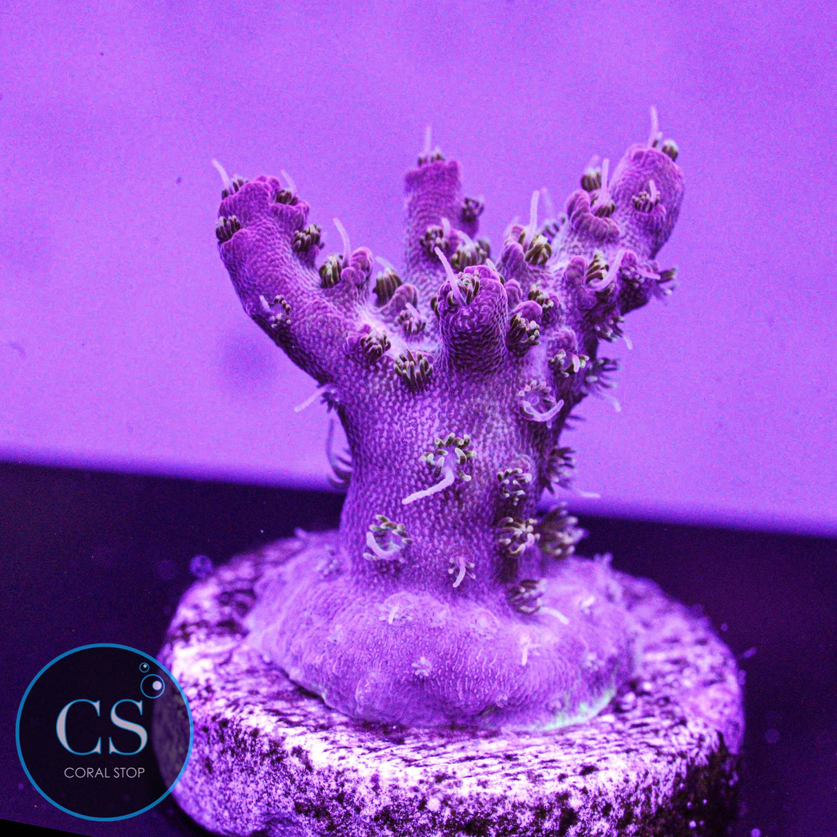 CB Gumdrop Acro