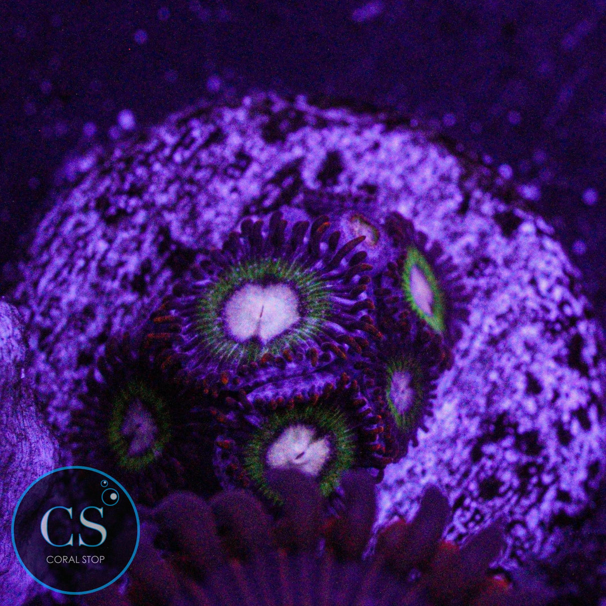 Treehouse On Fire Zoa