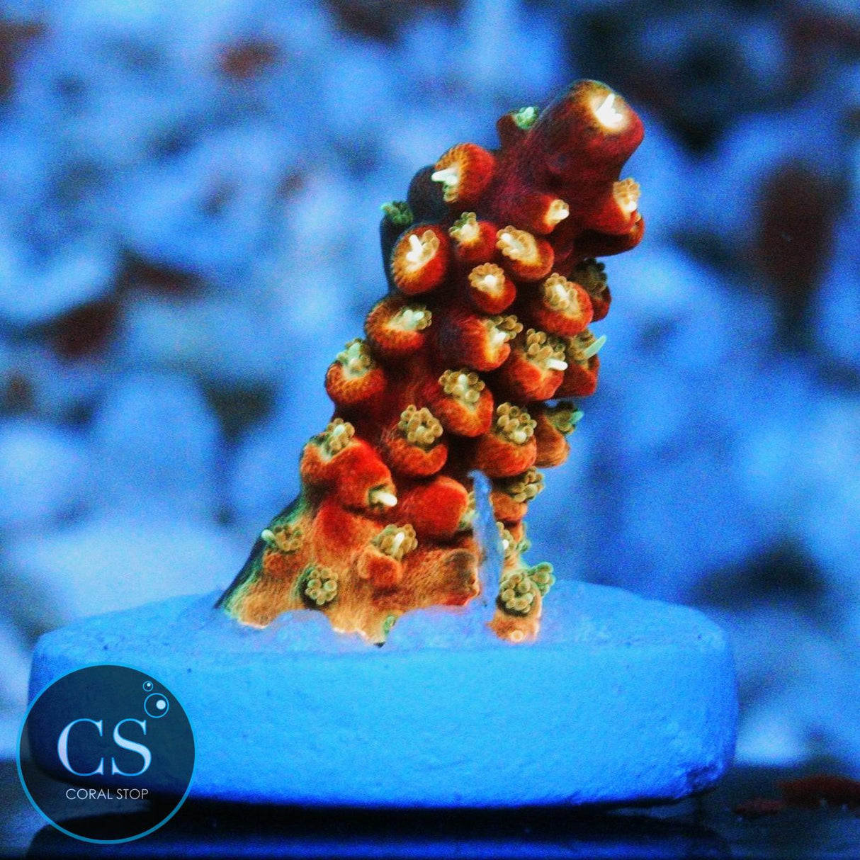 CS RAINBOW RAY ACRO