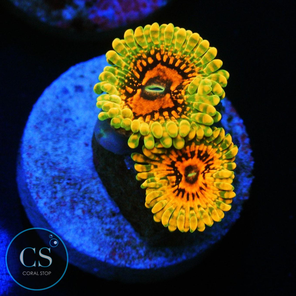 GRAND MASTER KRAKATOA GMK ZOA