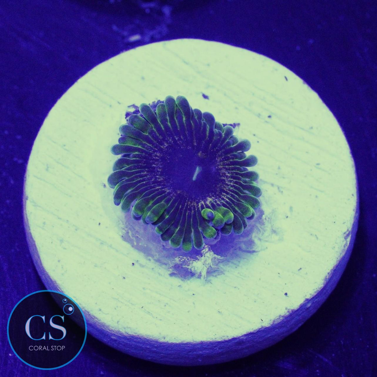 IA Purple Velour Zoa