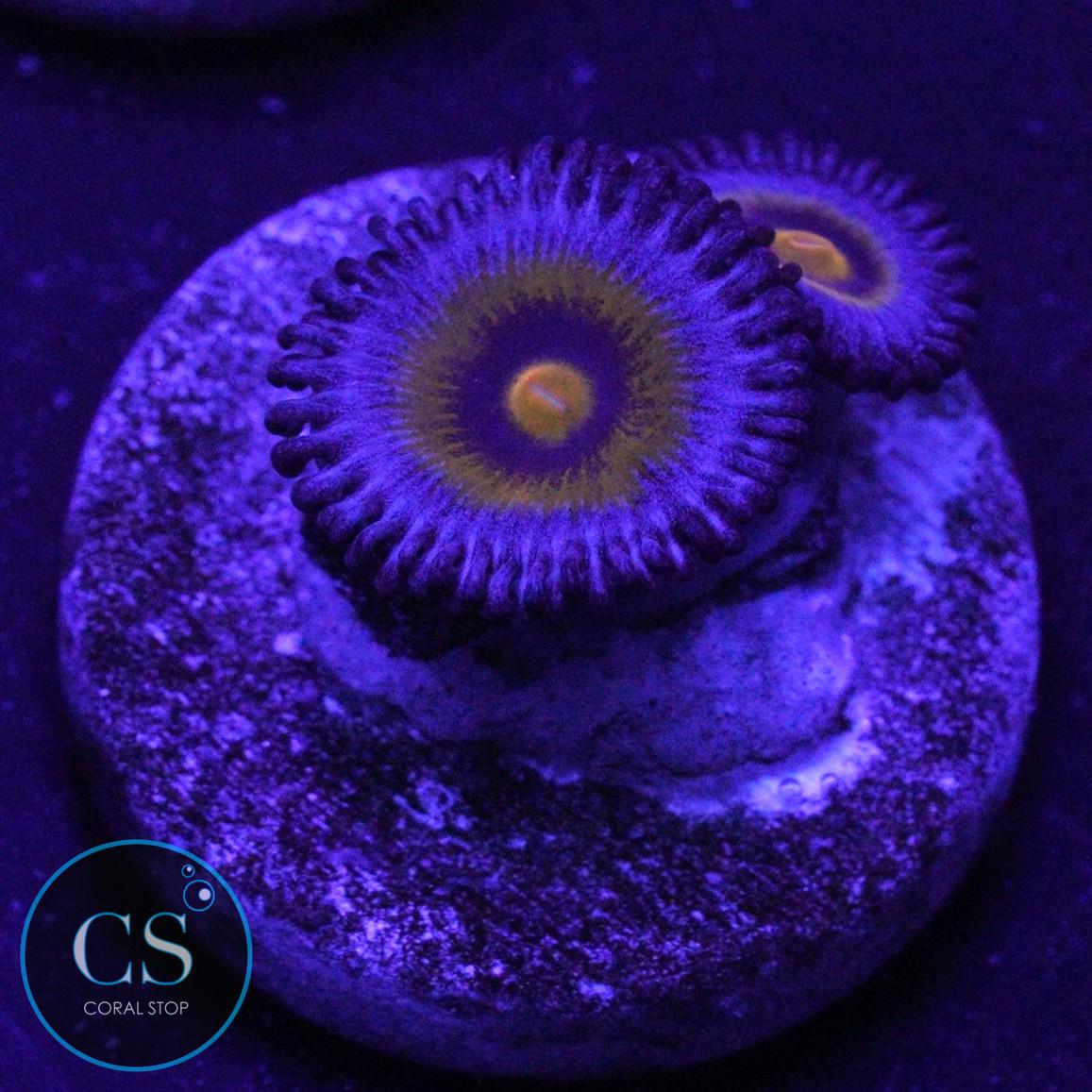 OG WOLVERINE ZOA