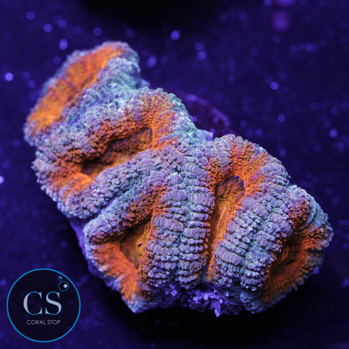 AUSSIE ACAN