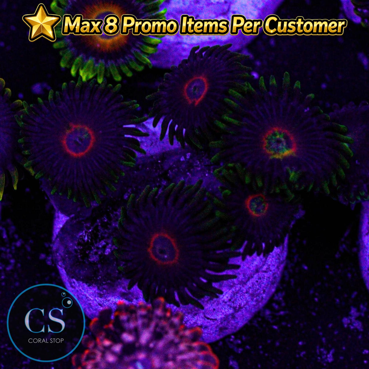 Purple Heart Zoa