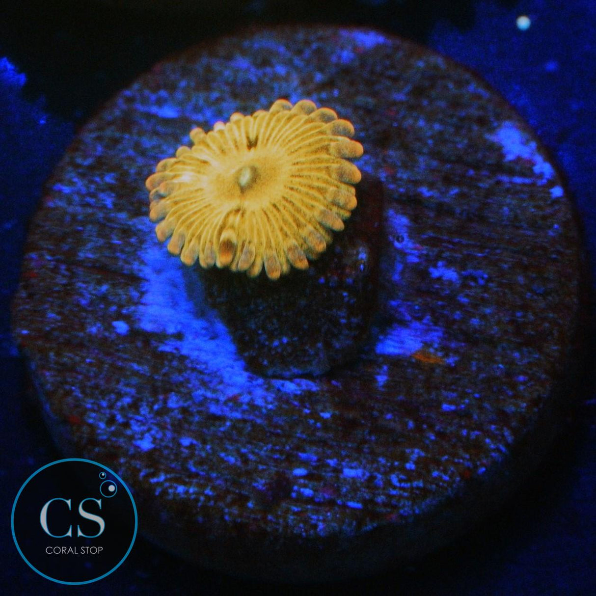 SIMPSONS DONUT ZOA
