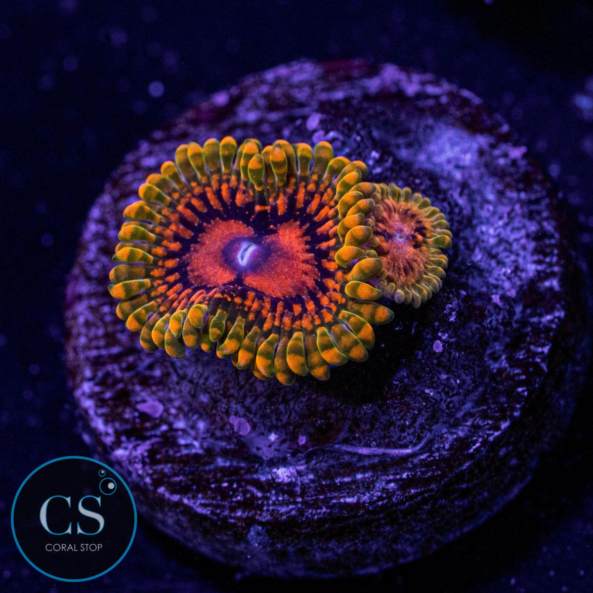 Grand Master Krak GMK Zoa