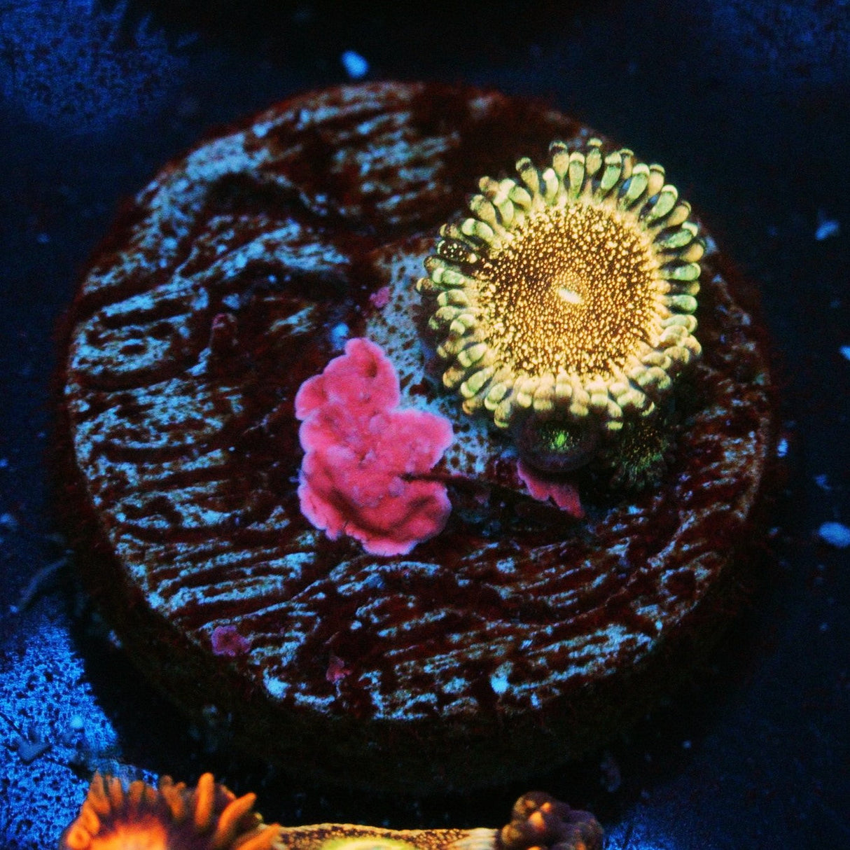 HR DEATHSTAR ZOA