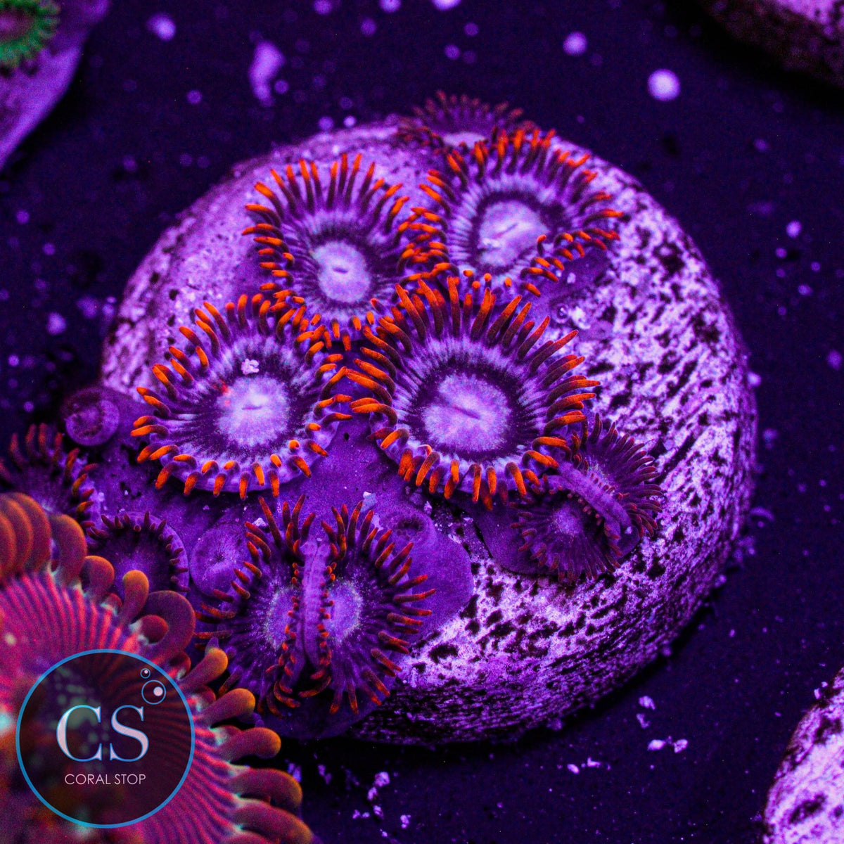 NEW RELEASE CS Hot Stuff Hornet Zoa