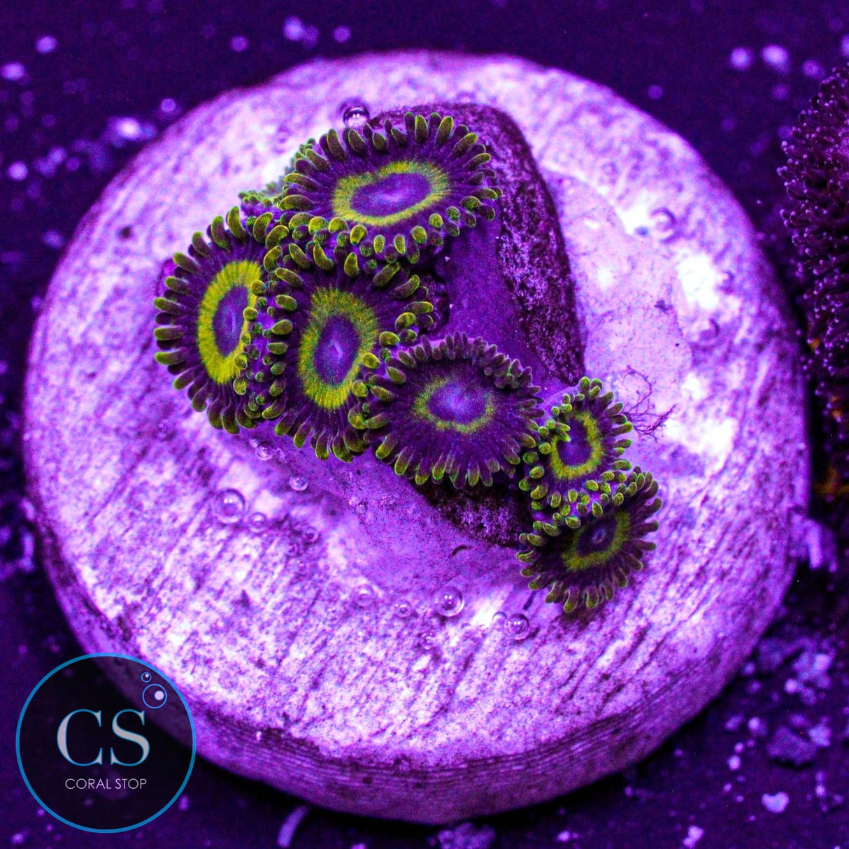 LA Lakers Zoa