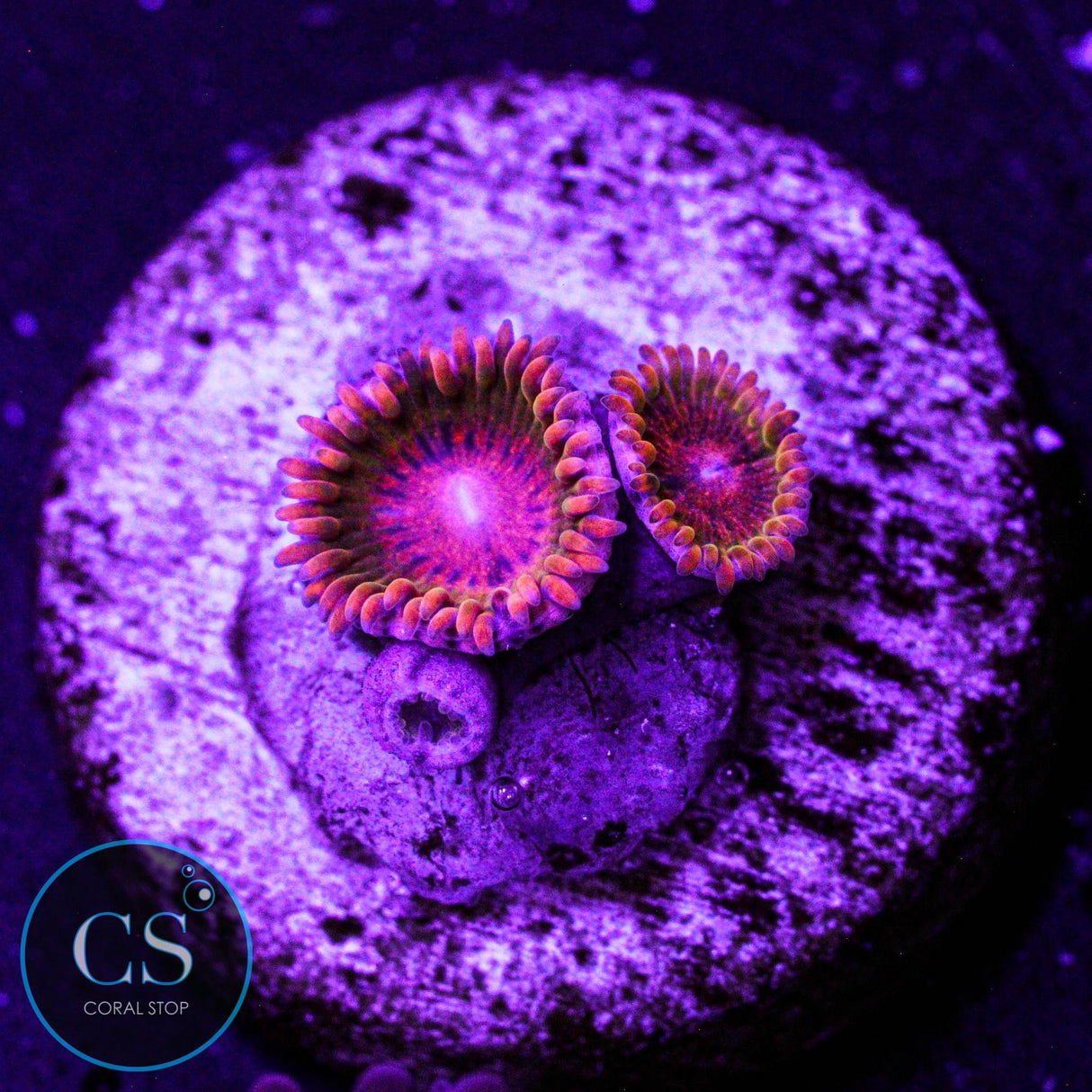 Speckled Krakatoa Zoa