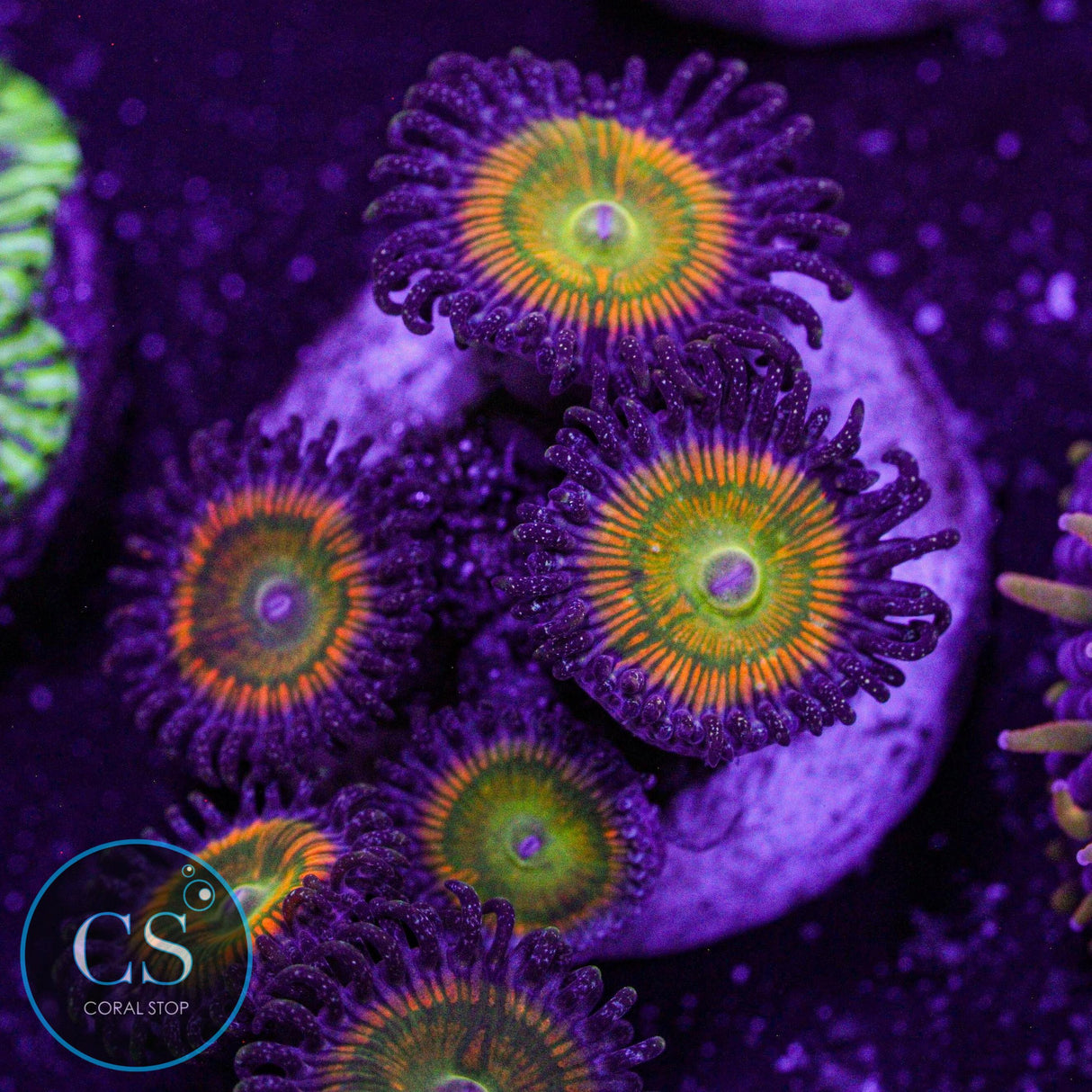 Sunny Delight Zoa