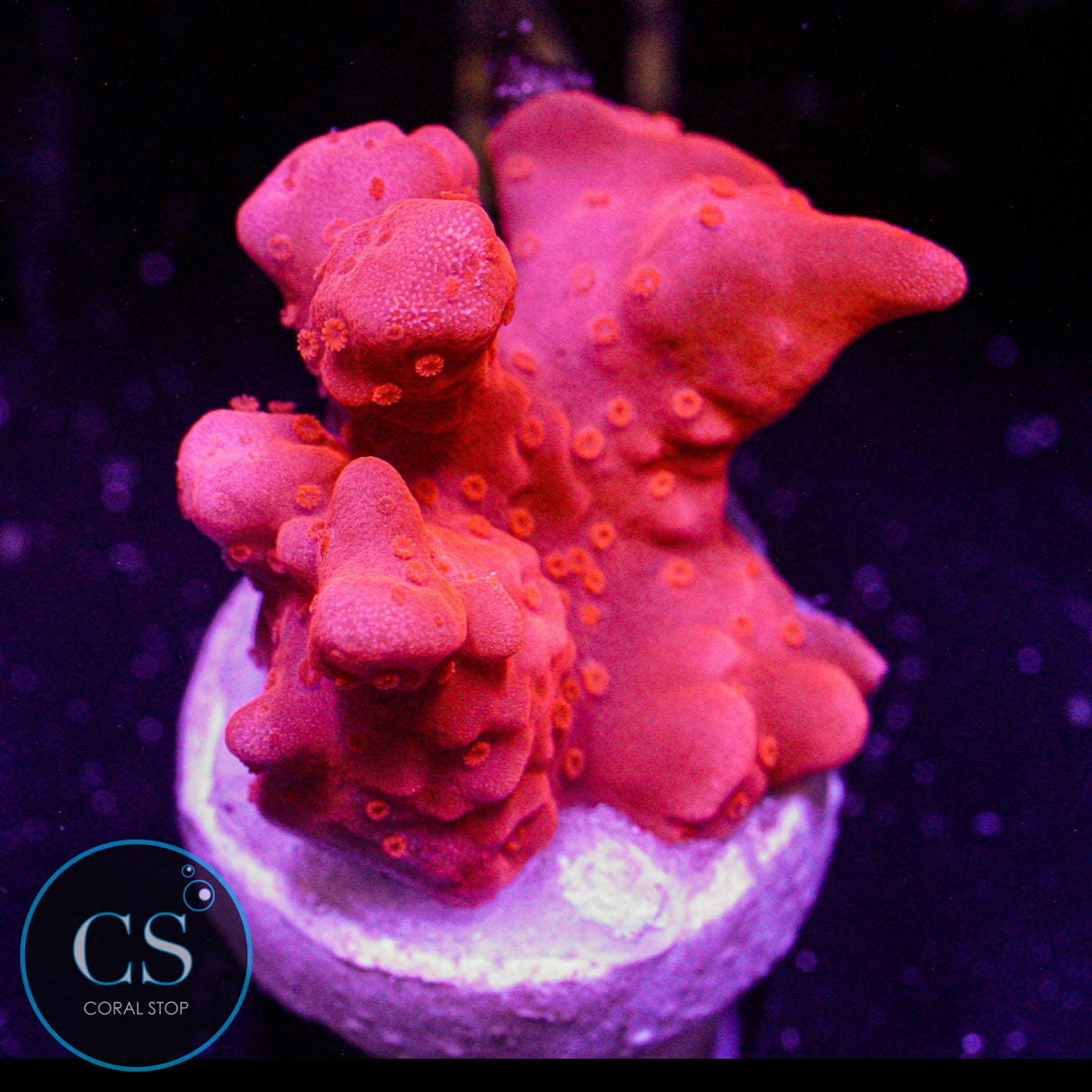 Red Setosa