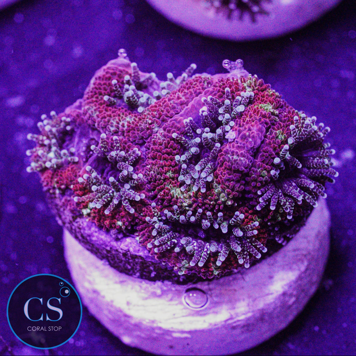 CS Peppermint Micromussa