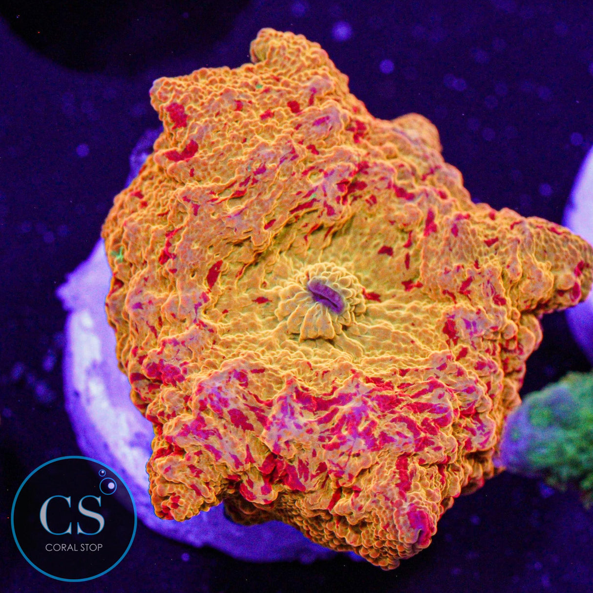 Poletti Jawbreaker Mushroom