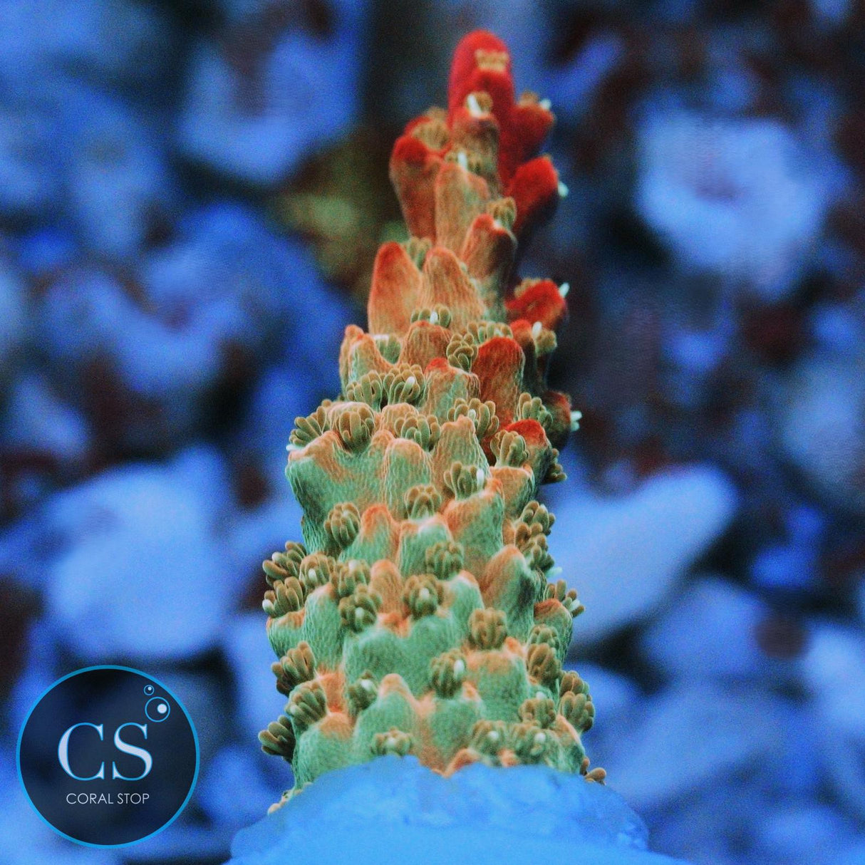 CS RAINBOW RAY ACRO