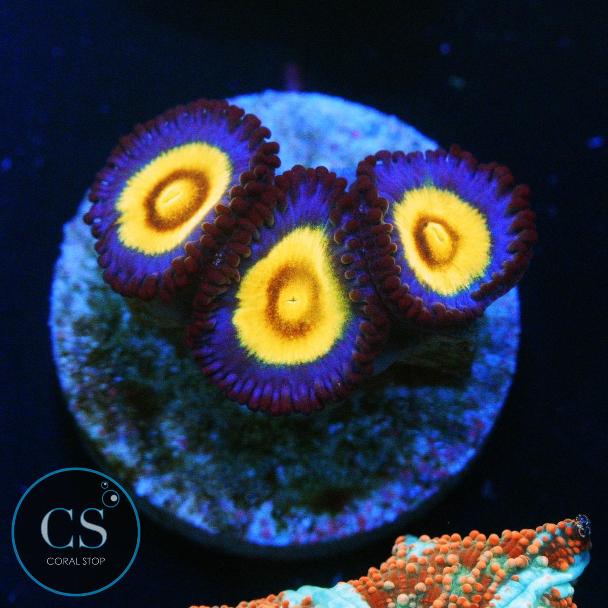 OG WOLVERINE ZOAS