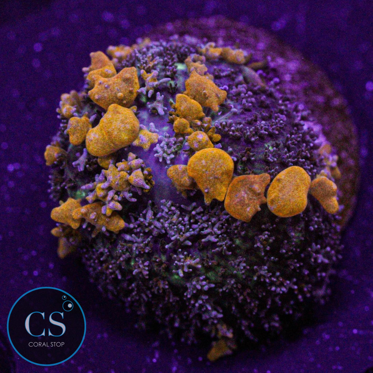 Sunkist Bounce Mushroom