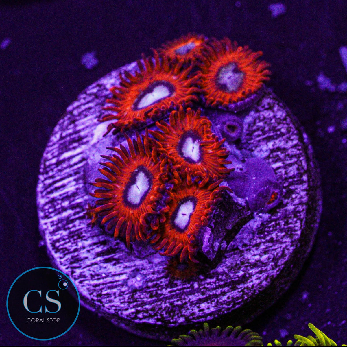 Charmander Zoa