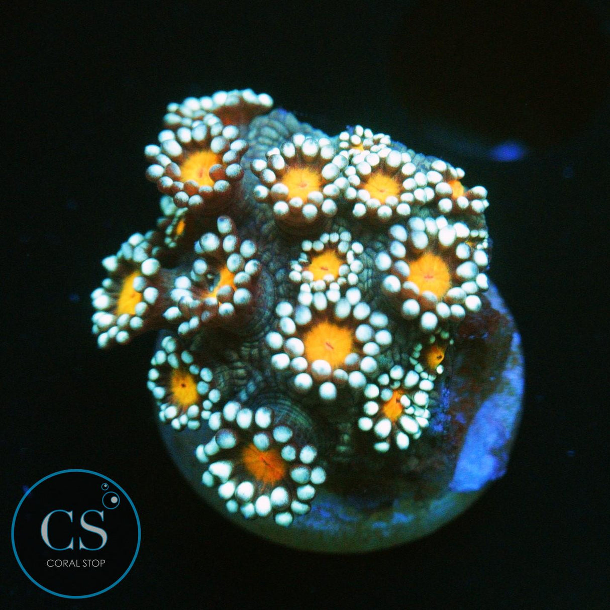ORANGE BLOSSOM GONI