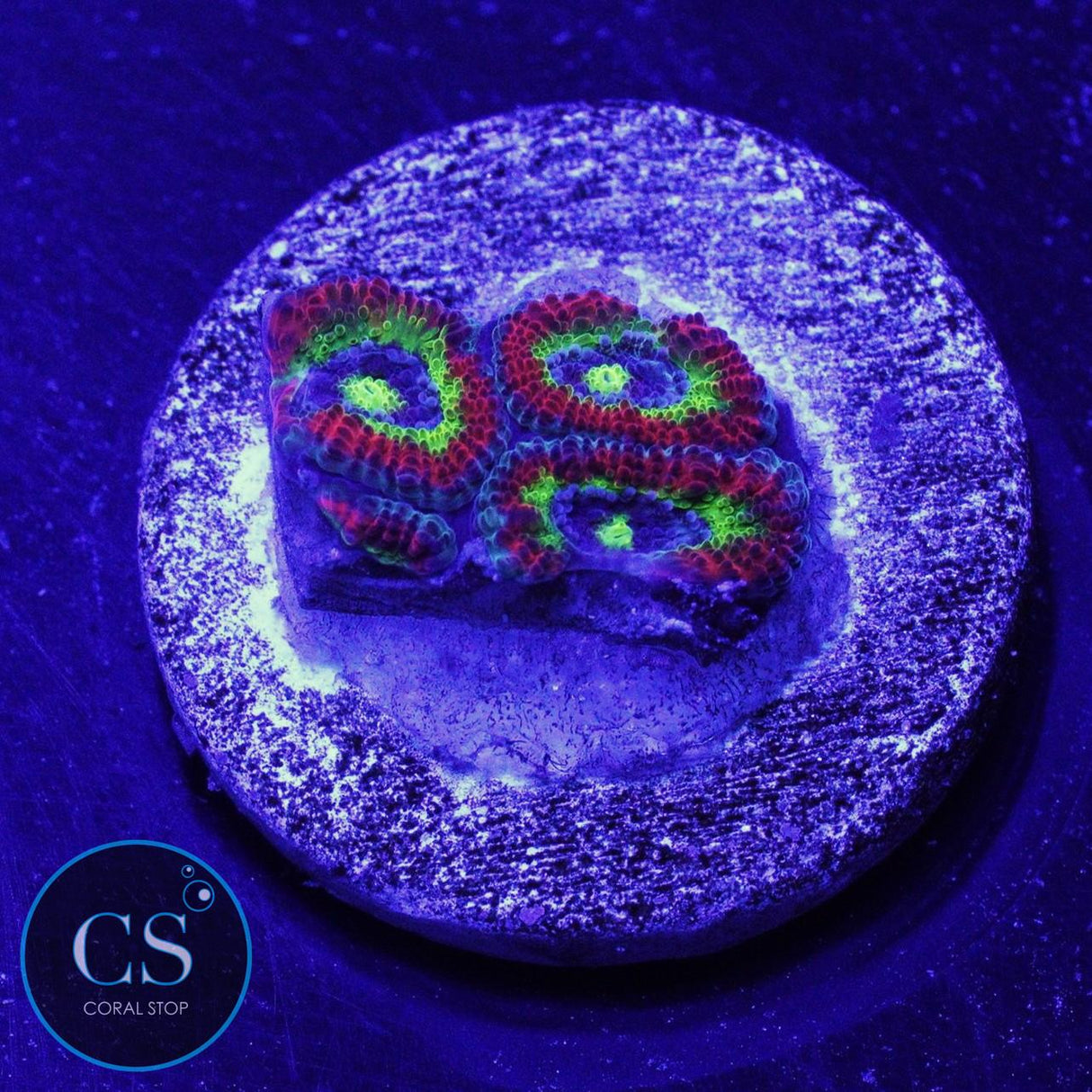 Holy Grail Micromussa