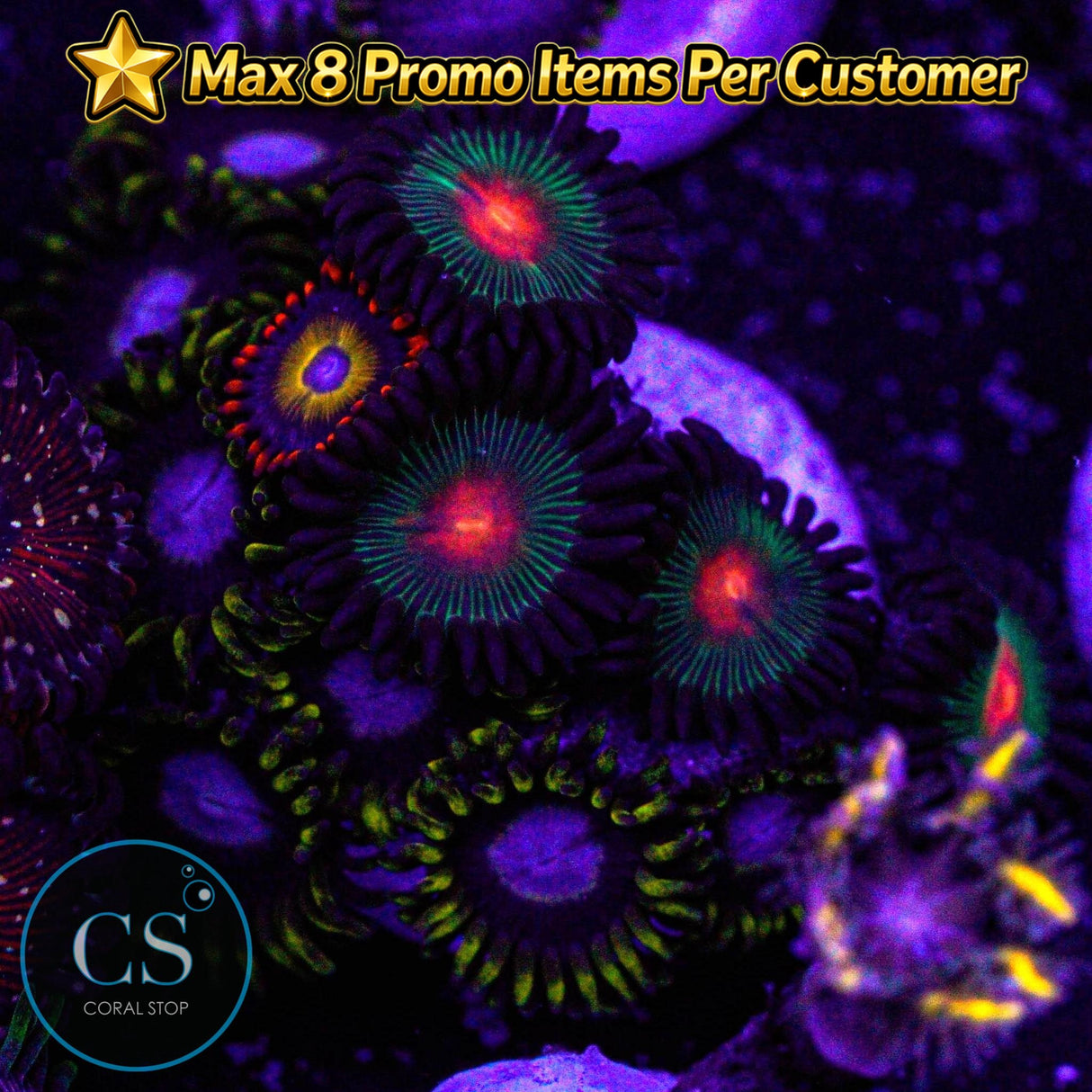 Combo Zoa