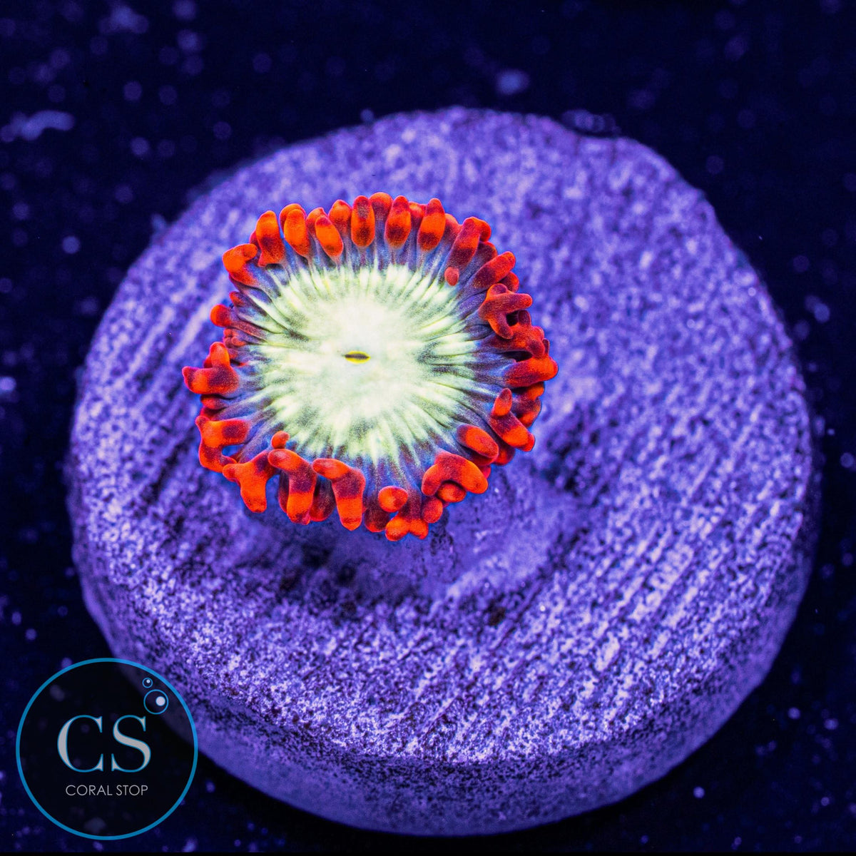 Double Dare Zoa
