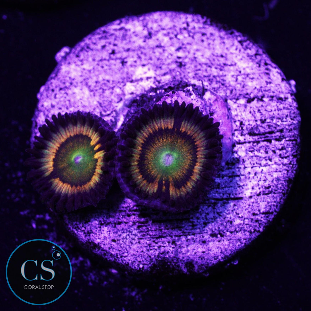 Citrus Cooler Zoa