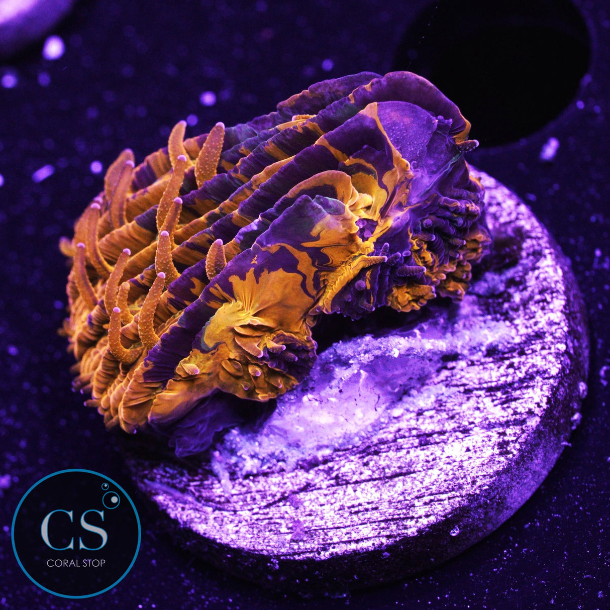 CS New Release Purple Monster Plate