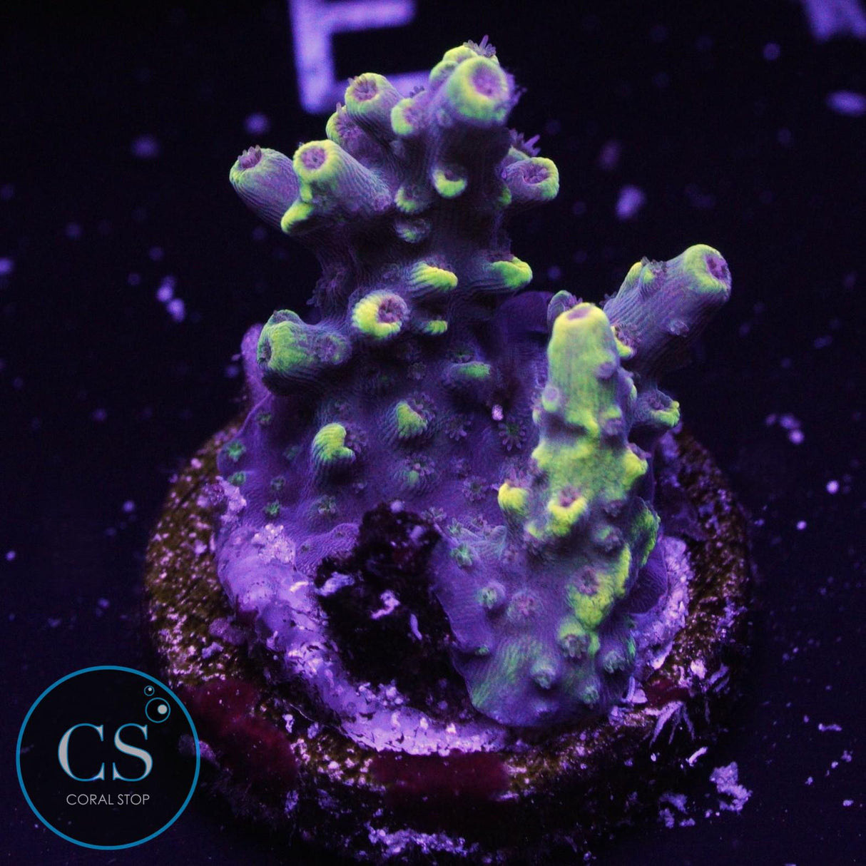 Inland Cyclops Acropora