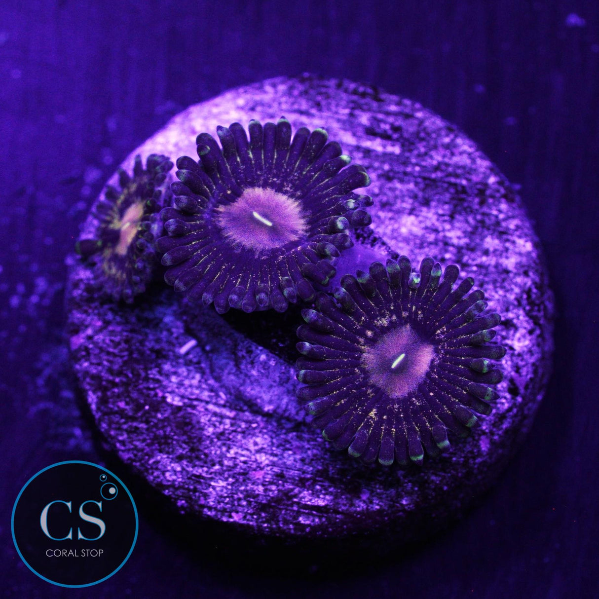 Queen Krakatoa Zoa