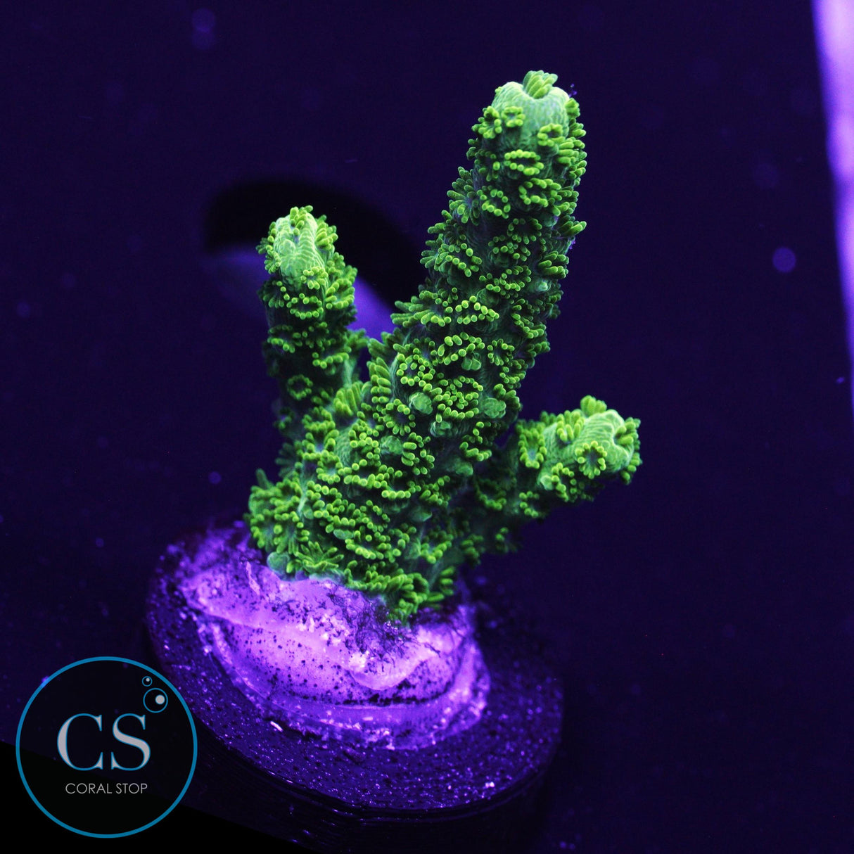 OG Bali Green Slimer Acro