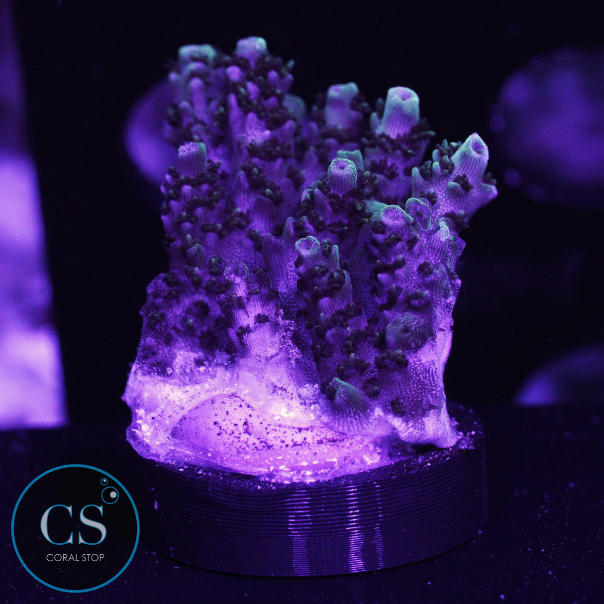 F2M Chrome Illusion Acro