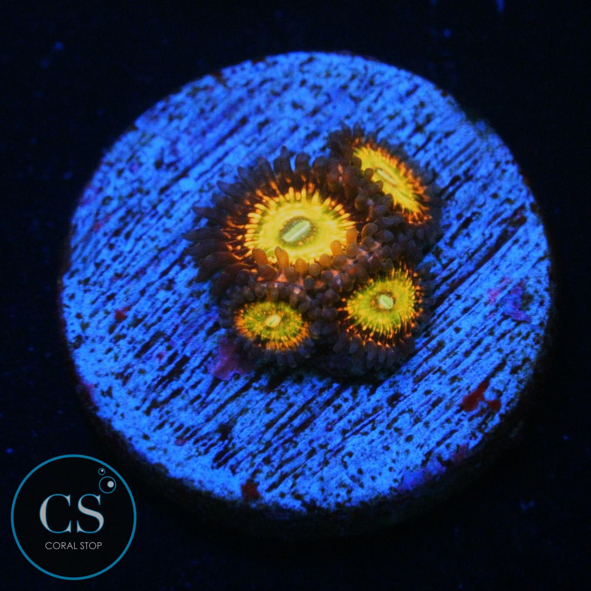 CB KRAK GOD ZOA