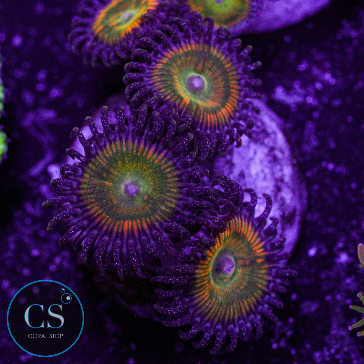 Sunny Delight Zoa