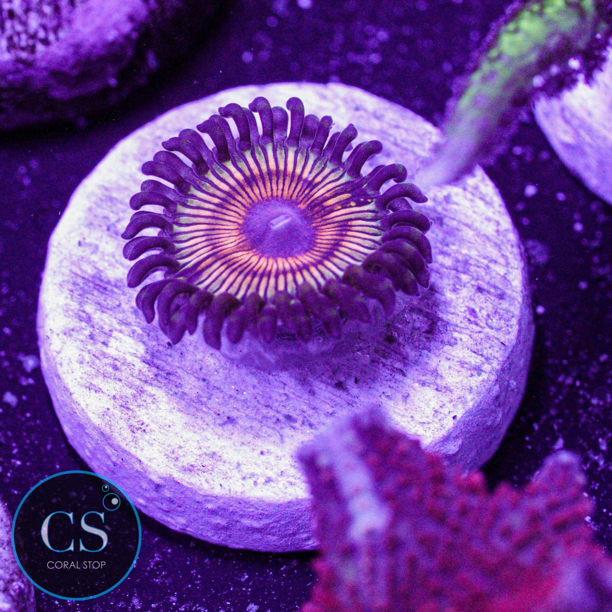 Vamp In Drag Zoa